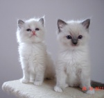 Kotki ragdoll Greta i Gracja